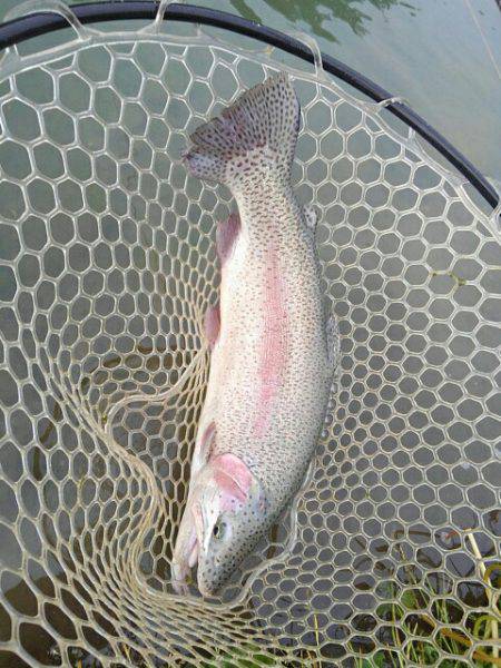 つりぼりあかし 釣果