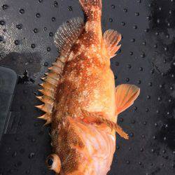 第二龍勢丸 釣果