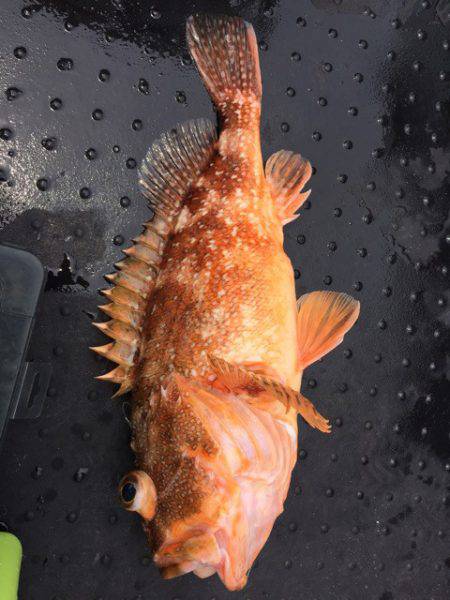 第二龍勢丸 釣果