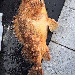 第二龍勢丸 釣果