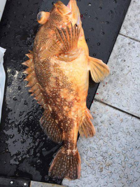 第二龍勢丸 釣果