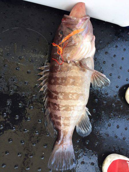 第二龍勢丸 釣果