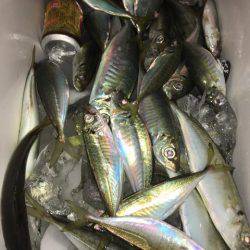 第二八坂丸 釣果