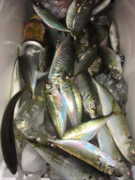 第二八坂丸 釣果