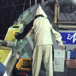 シーランチ 釣果