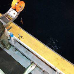 シーランチ 釣果