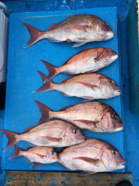 太平丸 釣果