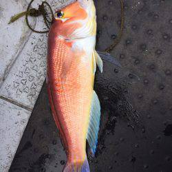 第二龍勢丸 釣果