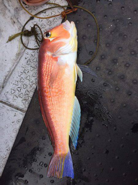 第二龍勢丸 釣果