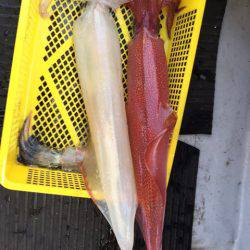 第二龍勢丸 釣果