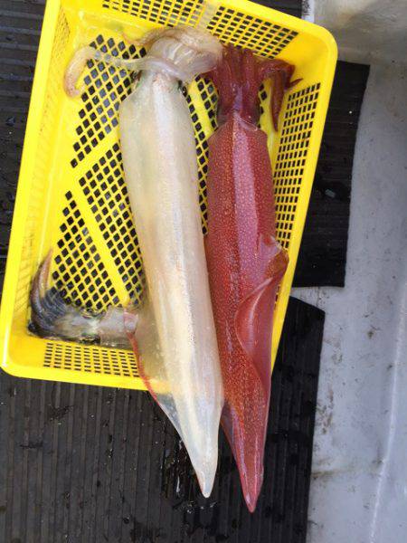 第二龍勢丸 釣果