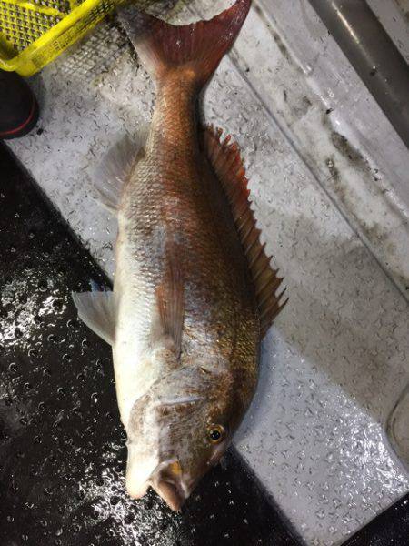 第二龍勢丸 釣果