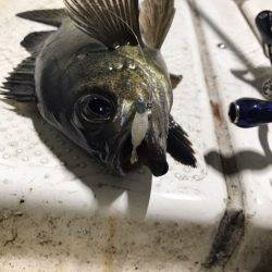 Monster Rush! 釣果