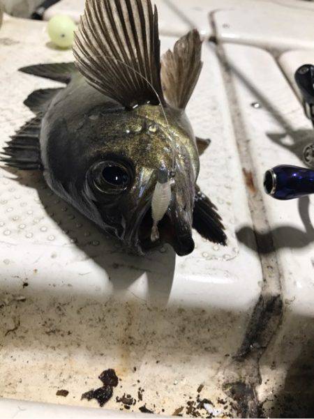 Monster Rush! 釣果