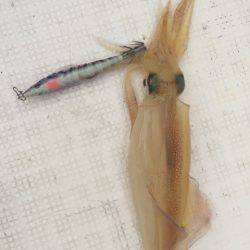 「LaGooN」蒼陽丸 日和号 釣果