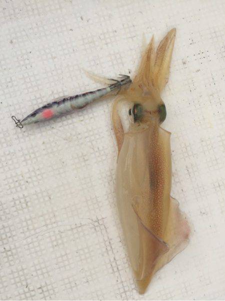 「LaGooN」蒼陽丸 日和号 釣果