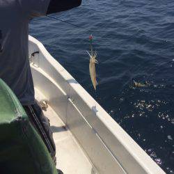 「LaGooN」蒼陽丸 日和号 釣果