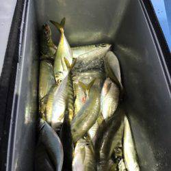 ヤザワ渡船 釣果