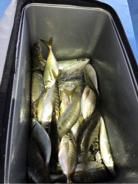 ヤザワ渡船 釣果