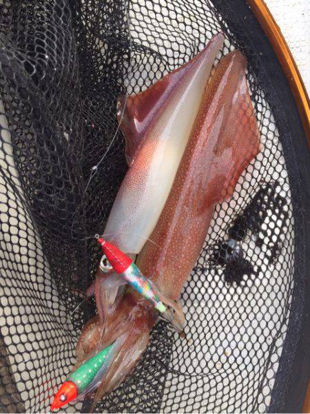 「LaGooN」蒼陽丸 日和号　 釣果