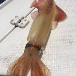 「LaGooN」蒼陽丸 日和号　 釣果