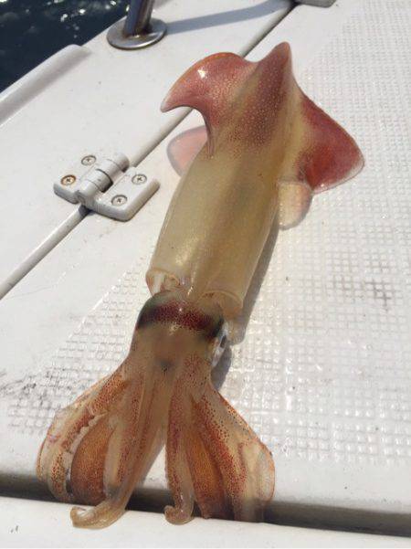 「LaGooN」蒼陽丸 日和号　 釣果