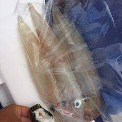 「LaGooN」蒼陽丸 日和号　 釣果