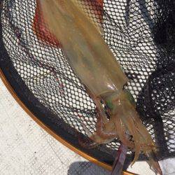 「LaGooN」蒼陽丸 日和号　 釣果