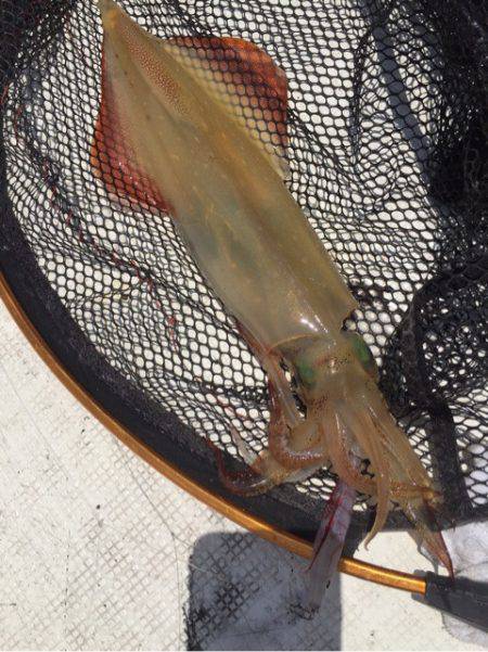 「LaGooN」蒼陽丸 日和号　 釣果