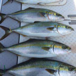 ビッグファイター 釣果