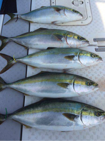 ビッグファイター 釣果