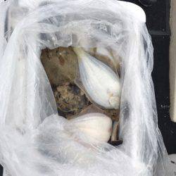 第二 つれたか丸 釣果