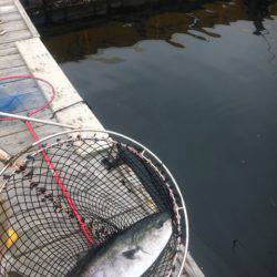 釣り堀水宝 釣果