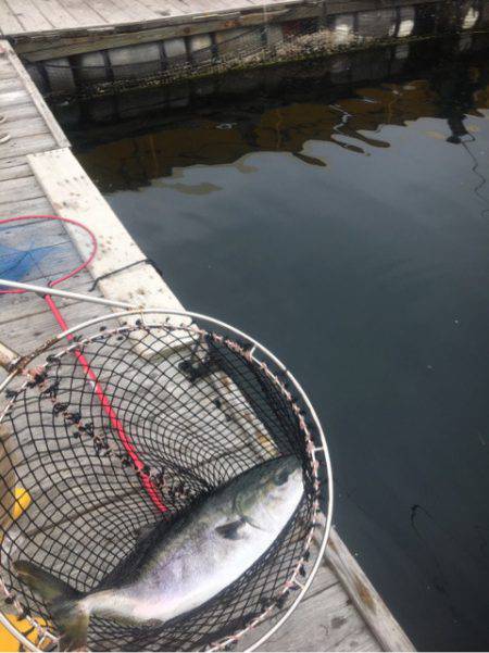 釣り堀水宝 釣果