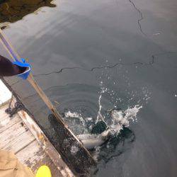 釣り堀水宝 釣果