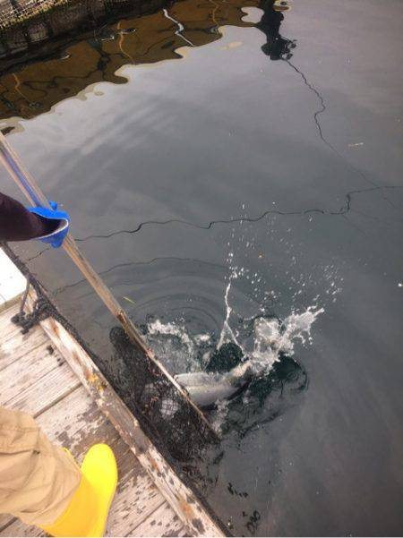 釣り堀水宝 釣果