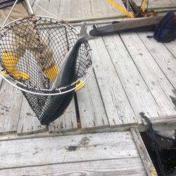 釣り堀水宝 釣果