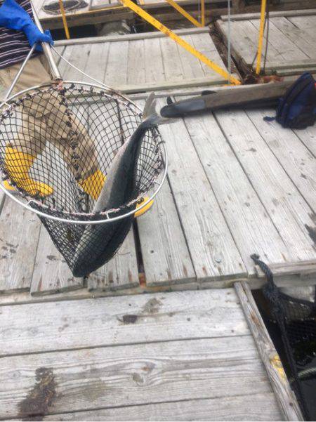 釣り堀水宝 釣果