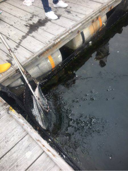 釣り堀水宝 釣果