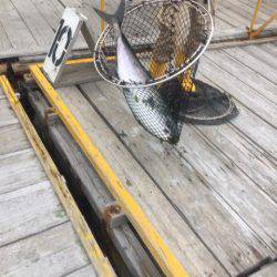 釣り堀水宝 釣果