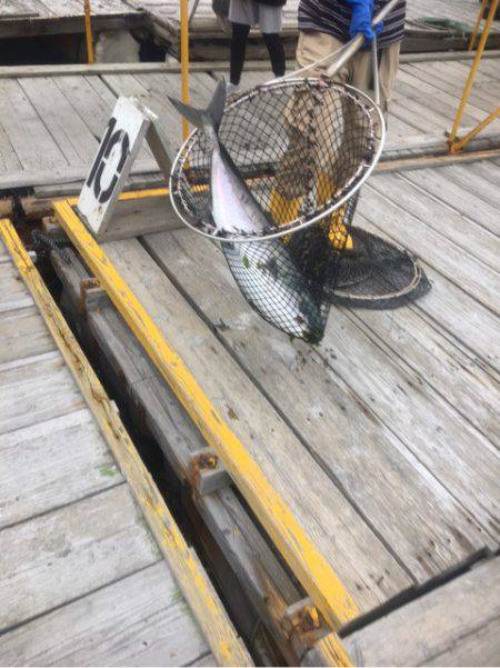 釣り堀水宝 釣果