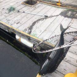 釣り堀水宝 釣果