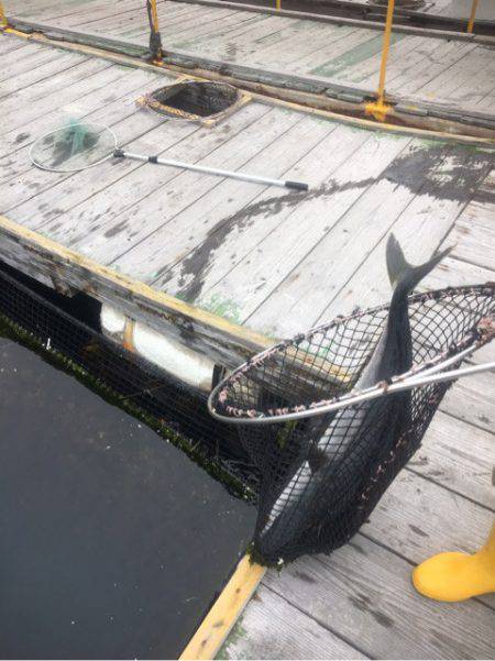 釣り堀水宝 釣果