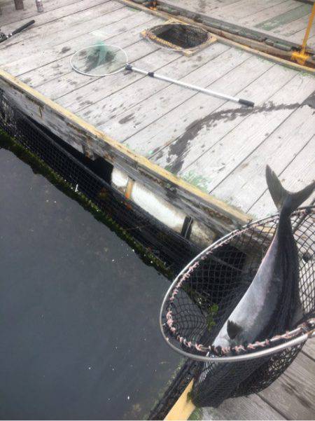 釣り堀水宝 釣果