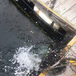 釣り堀水宝 釣果