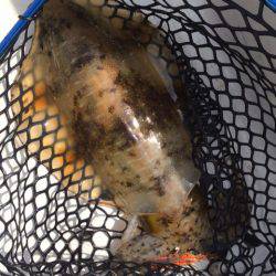 「LaGooN」蒼陽丸 日和号　 釣果