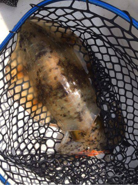 「LaGooN」蒼陽丸 日和号　 釣果