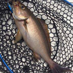 「LaGooN」蒼陽丸 日和号　 釣果