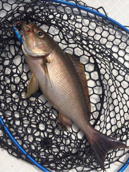 「LaGooN」蒼陽丸 日和号　 釣果