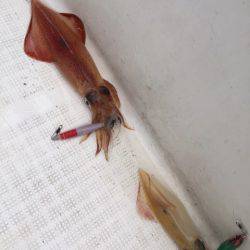 「LaGooN」蒼陽丸 日和号　 釣果